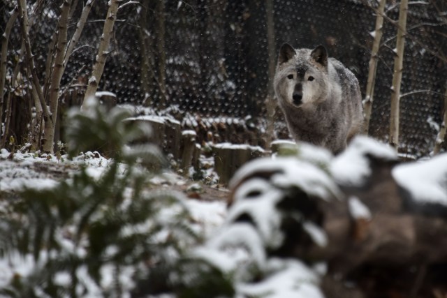 A grey wolf walks under falling snow at the Smithsonian zoo in Washington DC on December 0, 2017.  / AFP PHOTO / ERIC BARADAT