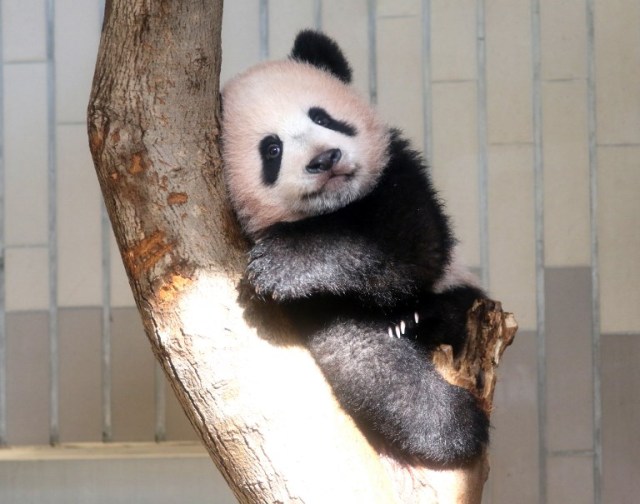 Baby panda Xiang Xiang plays at its enclosure during a press preview at Ueno Zoo in Tokyo on December 18, 2017. The baby panda born six months ago in Japan made its debut before the cameras on December 18, a day before a doting public gets an eagerly-awaited glimpse of the cuddly animal. / AFP PHOTO / POOL / Yoshikazu TSUNO