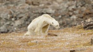 ¡Desgarrador! La agonía de un oso polar desnutrido que le dio la vuelta al mundo (VIDEO)