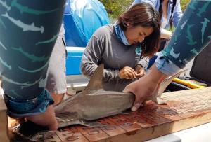 Descubren por primera vez sitio de crianza de tiburones martillo en Galápagos