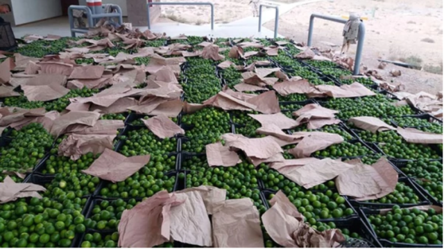 Los paquetes de droga estaban ocultos debajo de una cargamento de limones (La serena). Foto Infobae 