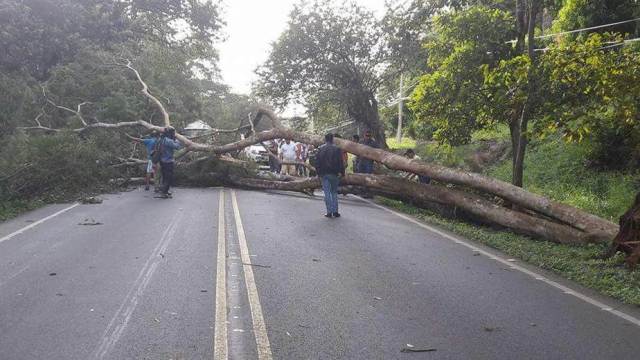 Árbol caído en Costa Rica, tras fuertes ráfagas de viento y frío / Foto: Teletica