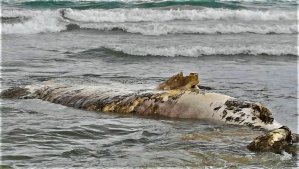 Encuentran el cadáver de un tiburón ballena en playa de Nueva Esparta (FOTOS)