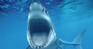¡Ay chamo!… Buceador se salvó “por un pelito” de que un tiburón blanco le arrancara la cabeza (VIDEO)