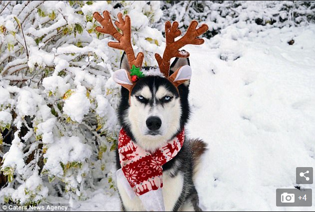 Alguien no está sintiendo el espíritu navideño! Este perro husky siberiano  demuestra su parecido con 