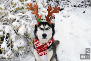 ¡Alguien no está sintiendo el espíritu navideño! Este perro husky siberiano demuestra su parecido con “El Grinch” (Fotos)