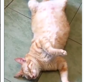 Video viral: Así se despierta este “gato lambucio” al escuchar el sonido de las latas