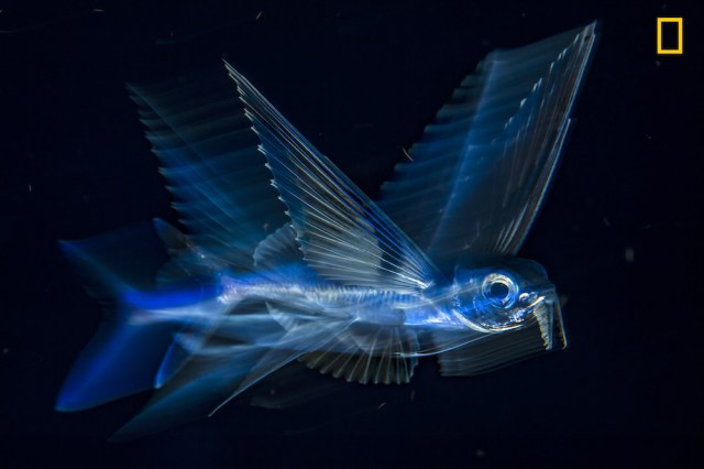 Fliying fish in motion Tercer premio en la categoría: Bajo el agua Alentados por la Corriente del Golfo, un pez volador se desplaza a través del agua oscura de la noche a 8 kilómetros de Palm Beach, en Florida, Estados Unidos. Foto: Michel O´neill / National Geographic Nature Photographer of the Year 2017