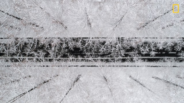 From above Segundo premio en la categoría: Fotografía aérea Los metasequoia nevados, también llamados secuoyas del amanecer, se entrelazan sobre una carretera en Takashima, Japón. Foto: Takahiro Bessho / National Geographic Nature Photographer of the Year 2017 