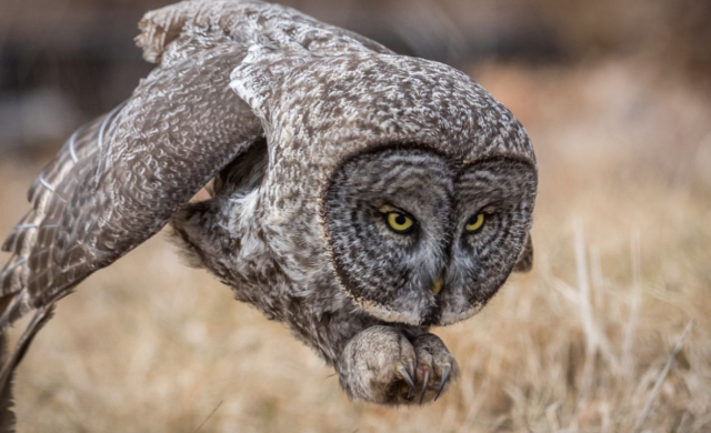 Great gray owl Premio del público en la categoría: Vida Salvaje Un gran búho gris se abalanza sobre una presa que se sale del encuadre de la imagen en un campo de New Hampshire. Foto: Harry Collins / National Geographic Nature Photographer of the Year 2017