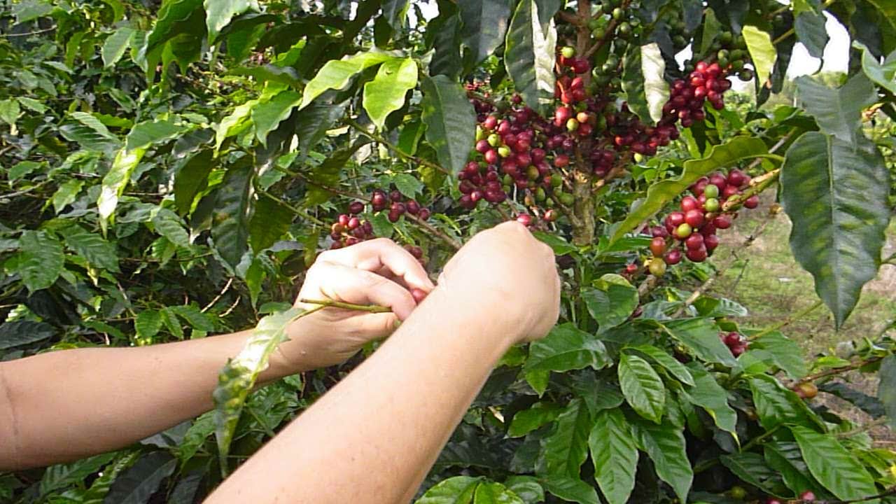 Abogados y odontólogos venezolanos, recolectores de café en Colombia