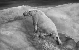 ¡Desgarrador! Este video de un oso polar moribundo se vuelve viral
