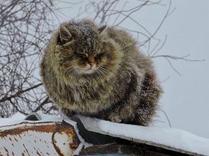 Así son de majestuosos los gatos de esta granja de Siberia denominada “Catland” (Fotos)