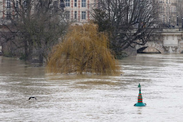 A tree is immersed in the water of the swollen Seine river in Paris on January 28, 2018.  The swollen Seine rose even higher on January 28, keeping Paris on alert, though forecasters said the flooding should peak by the end of the day. / AFP PHOTO / GEOFFROY VAN DER HASSELT