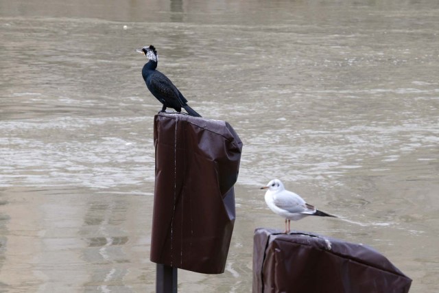 Birds stands on street signs partially submerged in the water of the swollen Seine river in Paris on January 28, 2018. The swollen Seine rose even higher on January 28, keeping Paris on alert, though forecasters said the flooding should peak by the end of the day. / AFP PHOTO / GEOFFROY VAN DER HASSELT