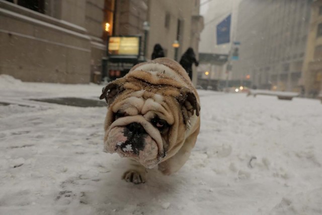 A bulldog walks through the snow during a snowstorm in New York, U.S., January 4, 2018. REUTERS/Lucas Jackson TPX IMAGES OF THE DAY