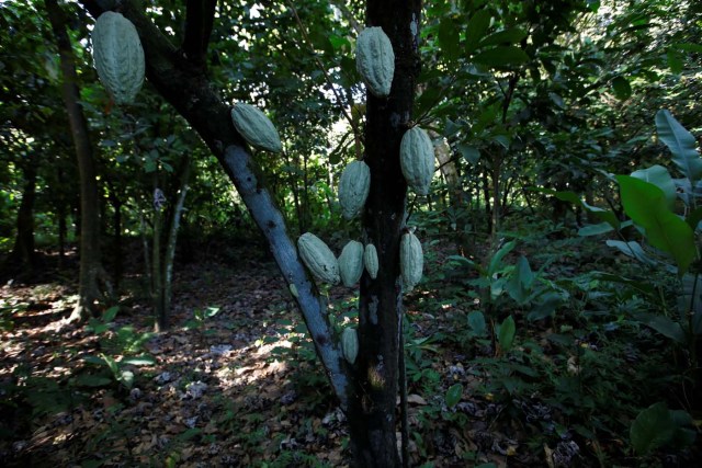 Cocoa pods are seen at the plantation of Yoffre Echarri in Caruao, Venezuela October 24, 2017. Picture taken October 24, 2017. REUTERS/Carlos Garcia Rawlins