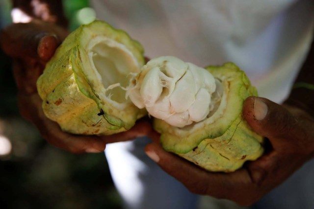 Yoffre Echarri holds an opened cocoa pod at his plantation in Caruao, Venezuela October 24, 2017. Picture taken October 24, 2017. REUTERS/Carlos Garcia Rawlins