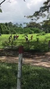 Al estilo TheWalkingDead entran a la Hacienda “Miraflores” en Palmarito, matan el ganado y se lo llevan por pedazos (fotos+video)