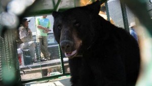 ¿De verdad? Un niño de tres años fue atacado por un oso que sus padres le regalaron como mascota