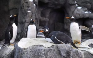 Hasta los pingüinos se resguardan del frío extremo que azota Canadá