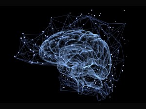 Descubren mecanismos moleculares del cerebro vinculados al autismo y a la esquizofrenia