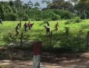 Saquean la hacienda Miraflores en Mérida y masacran a 300 animales