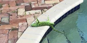 Iguanas descongeladas atacan a residentes en Florida