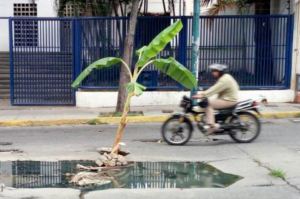 Una mata de plátano, en el medio de un legendario hueco, en el medio de una avenida (FOTOS)… Erika Farías es un chiste