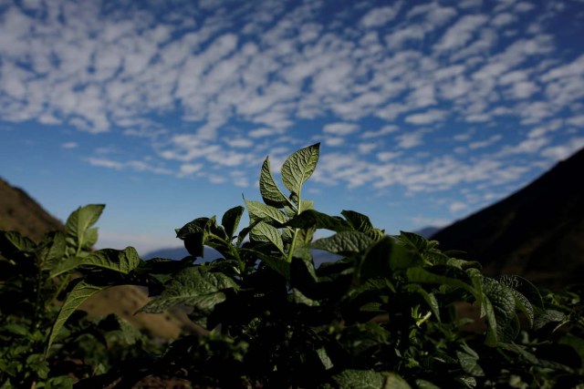 Potato plants grow at a farm in La Grita, Venezuela January 27, 2018. REUTERS/Carlos Garcia Rawlins SEARCH "LAWLESS ROADS" FOR THIS STORY. SEARCH "WIDER IMAGE" FOR ALL STORIES.?
