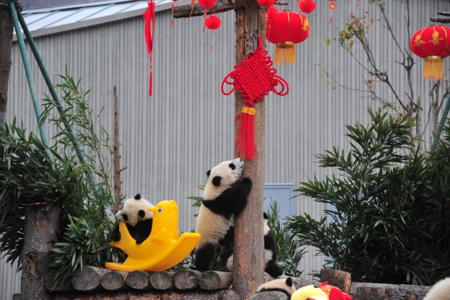 Giant panda cubs play with decorations during an event to celebrate Chinese Lunar New Year of Dog, at Shenshuping Panda Base in Wolong, Sichuan province, China February 14, 2018. Picture taken February 14, 2018. REUTERS/Stringer ATTENTION EDITORS - THIS IMAGE WAS PROVIDED BY A THIRD PARTY. CHINA OUT.