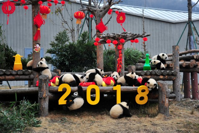 Giant panda cubs play with decorations during an event to celebrate Chinese Lunar New Year of Dog, at Shenshuping Panda Base in Wolong, Sichuan province, China February 14, 2018. Picture taken February 14, 2018. REUTERS/Stringer ATTENTION EDITORS - THIS IMAGE WAS PROVIDED BY A THIRD PARTY. CHINA OUT. TPX IMAGES OF THE DAY