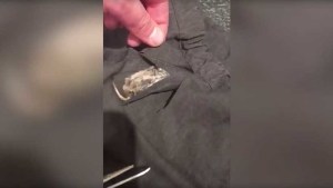 ¡De terror! Halla un ratón muerto cosido en el uniforme escolar de su hija (Video)