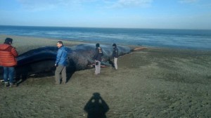 Se tomaron fotos y grabaron sus nombres sobre una ballena muerta