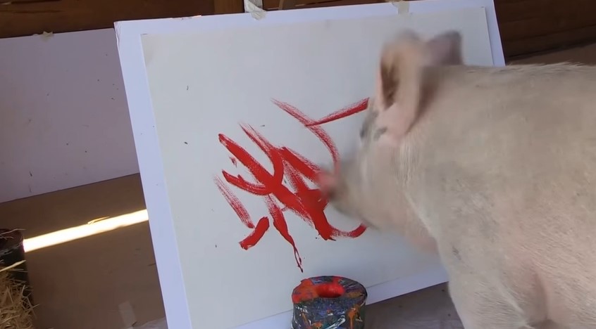Pigcasso, el adorable cerdo que pinta y vende sus obras en miles de dólares (Video)