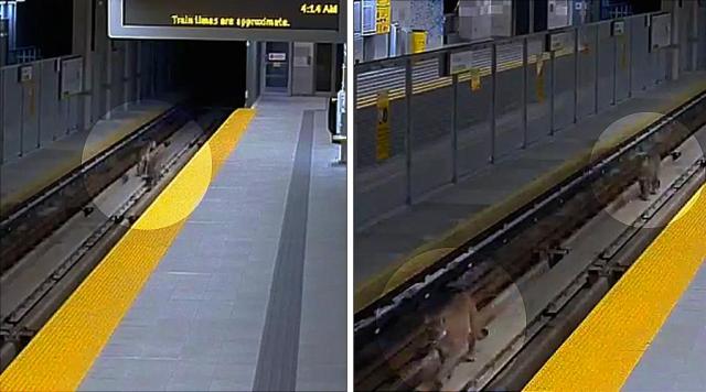 Dos pumas vancouver metro