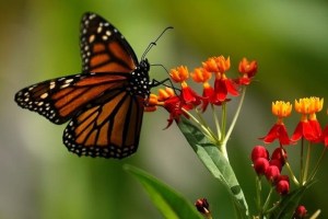Es oficial: la mariposa monarca está en peligro de extinción