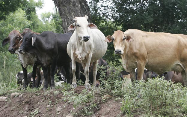 Intensifican el robo de ganado en Barinas