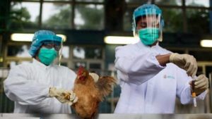 Detectan en Reino Unido dos nuevos brotes de gripe aviar “altamente patogénica”