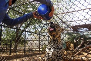 Animales en peligro de extinción mueren en zoo de Zulia por falta de comida