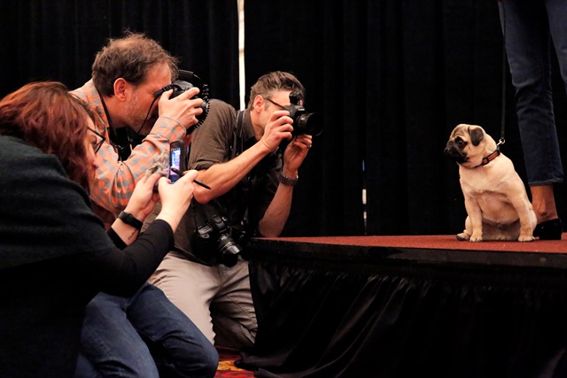 Photographers take photos of Sid the Pug at a media preview event for the Westminster Kennel Club Dog Show in Manhattan, New York, U.S., January 30, 2018. REUTERS/Andrew Kelly