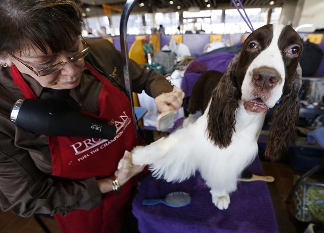 Sharon Ouimette grooms an English springer spaniel named Beau during the 142nd Westminster Kennel Club Dog Show in New York, Tuesday, Feb. 13, 2018. (AP Photo/Seth Wenig)
