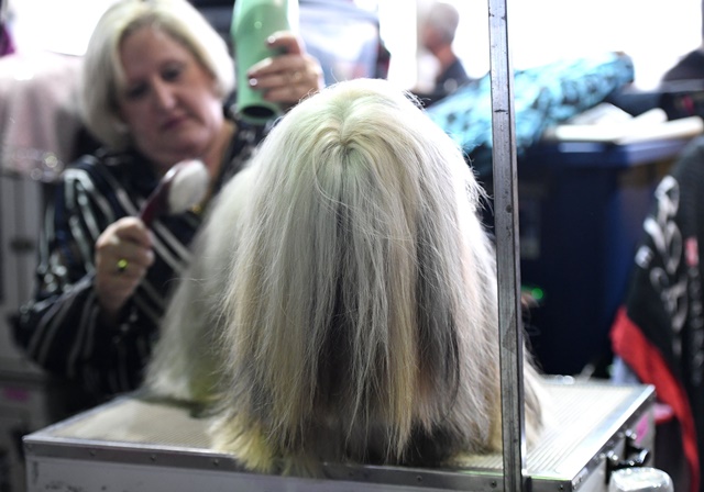 A Lhasa Apso is groomed in the benching area on Day One of competition at the Westminster Kennel Club 142nd Annual Dog Show in New York on February 12, 2018. / AFP PHOTO / TIMOTHY A. CLARY