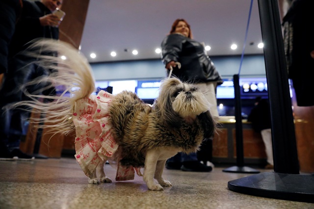 Her Majesty Briee Bride Elizabeth, an Imperial Shih Tzu breed, stands in the lobby after arriving at the Hotel Pennsylvania ahead of the 142nd Westminster Kennel Club Dog Show in midtown Manhattan, New York City, U.S., February 9, 2018. REUTERS/Shannon Stapleton