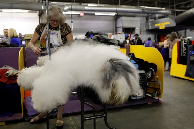 Rembrandt, an Old English Sheepdog breed, is groomed in the benching area on Day One of competition at the Westminster Kennel Club 142nd Annual Dog Show in New York, U.S., February 12, 2018. REUTERS/Shannon Stapleton