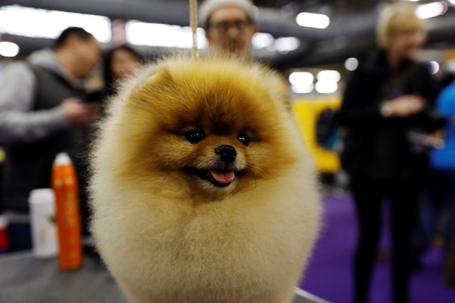 Henry, a Pomeranian breed, is groomed in the benching area on Day One of competition at the Westminster Kennel Club 142nd Annual Dog Show in New York, U.S., February 12, 2018. REUTERS/Shannon Stapleton