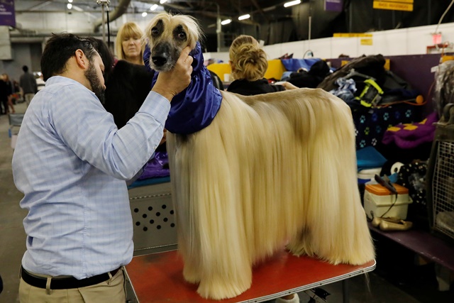 Leo, an Afghan hound breed, is groomed in the benching area on Day One of competition at the Westminster Kennel Club 142nd Annual Dog Show in New York, U.S., February 12, 2018. REUTERS/Shannon Stapleton
