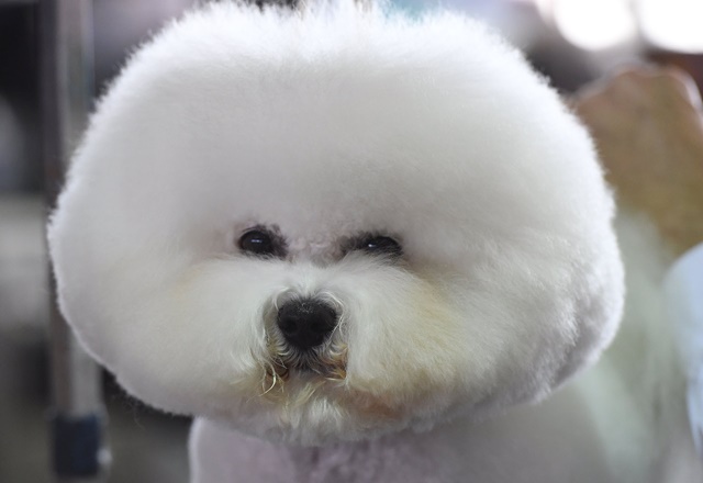 A Bichon Frise waits in the benching area during Day One of competition at the Westminster Kennel Club 142nd Annual Dog Show in New York on February 12, 2018. / AFP PHOTO / TIMOTHY A. CLARY