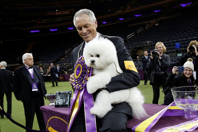 Flynn, a bichon frise and winner of Best In Show and handler Bill McFadden pose together after winning the 142nd Westminster Kennel Club Dog Show in New York, U.S., February 14, 2018. REUTERS/Brendan McDermid