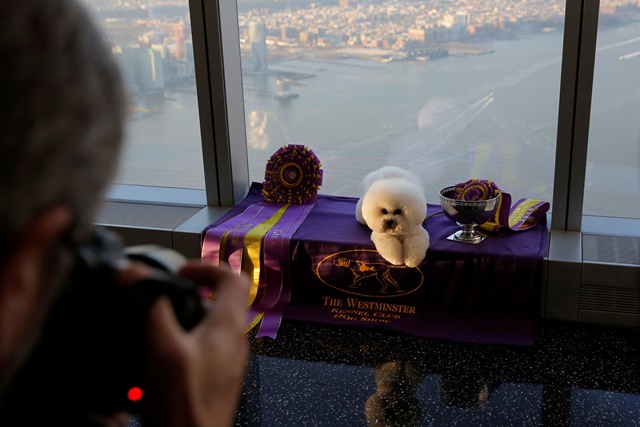 Flynn, a Bichon Frise, appears at the One World Observatory a day after winning the "Best in Show" at the Westminster Kennel Club Dog Show in Manhattan, New York, U.S., February 14, 2018. REUTERS/Andrew Kelly